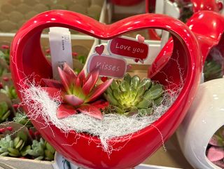 composición suculenta San Valentín