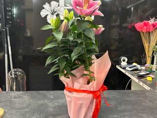 Planta de Lilium San Valentín