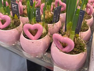 composición narcisos San Valentín