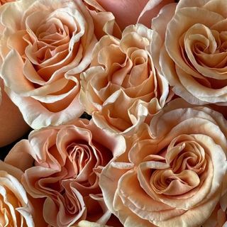 Rosas Naranjas (5 und)