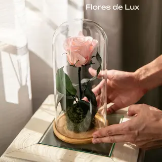 Rosa Preservado Cupalo