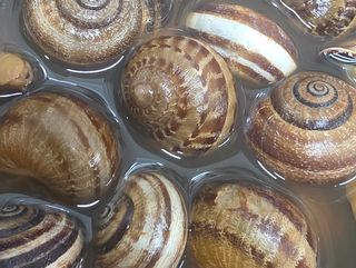 Palomitas de caracol