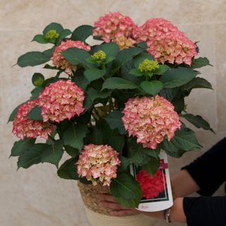 Hortensia rosada