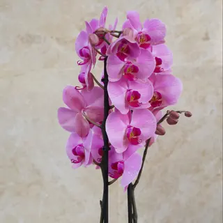 Orquídea rosé