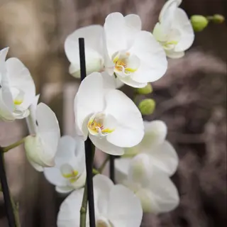 Orquídea decorada