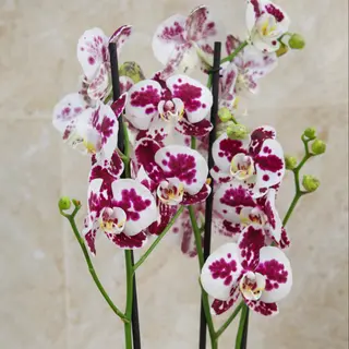 Orquídea exótica