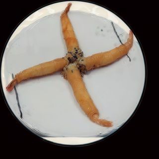 (77)rollo de gambas con sesamo