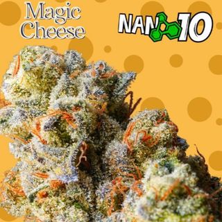 Magic Cheese x Nano 10 CBD al 55%