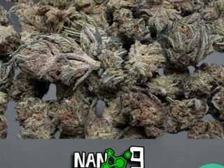 2G Mini Mango Haze x Nano9 al 60%