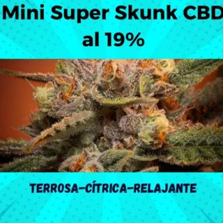 10G Mini Super Skunk CBD al 19%