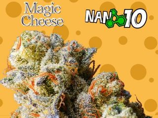 2G Magic Cheese x Nano 10 CBD al 55%