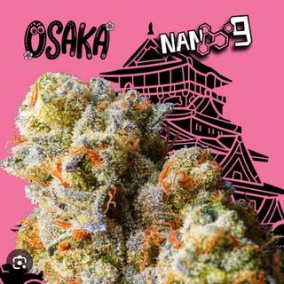 2G Osaka X Nano9 al 55 CBD