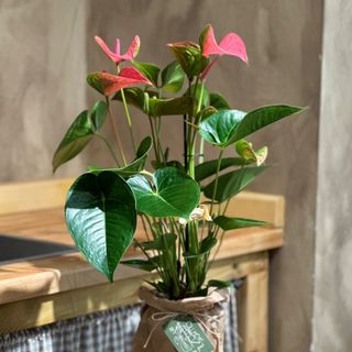 Anthurium Plant Pink