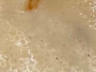 Queso edam