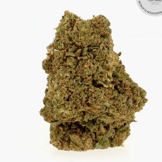 Tropicana 10G