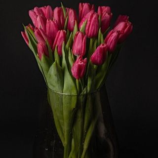 ramo de 20 tulipanes fucsia