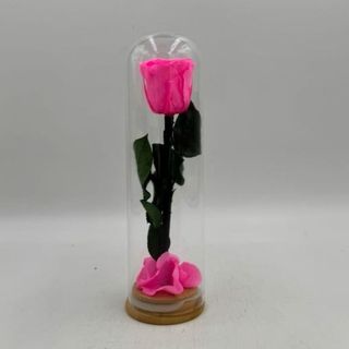 cupula preservada rosa