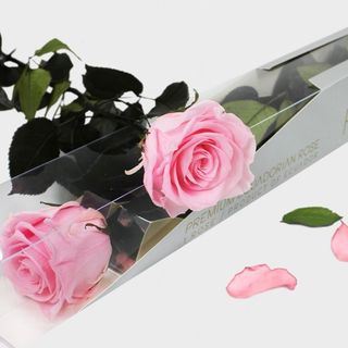 rosa preservada rosa tallo