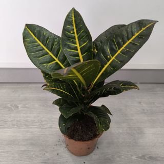Croton