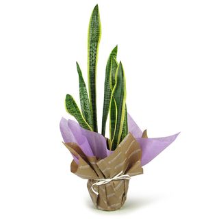 SANSEVIERIA