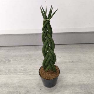 Sansaeveria