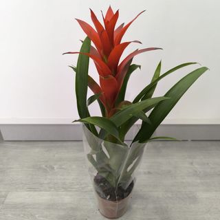 Bromelia