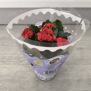Kalanchoe