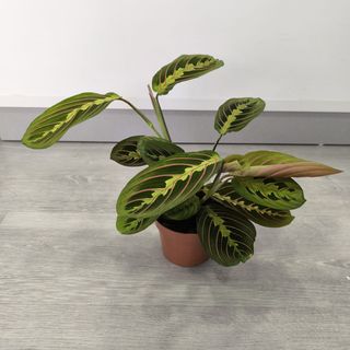 Maranta