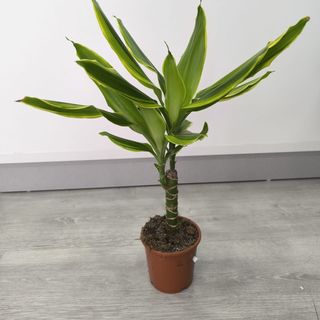 Dracaena