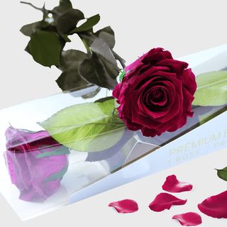 Rosa granate preservada
