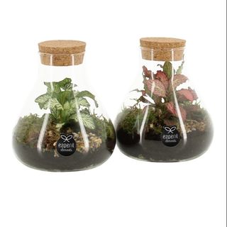Terrario decorativo en cristal