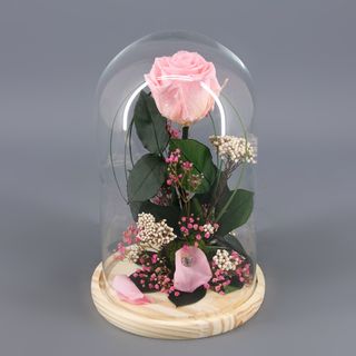 Cupula rosa rosa preservada