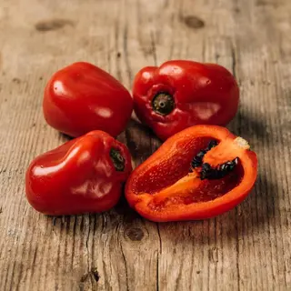 ROCOTO