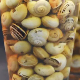 Caracoles