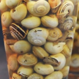 Caracoles