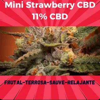 20g Mini Strawberry CBD 11%