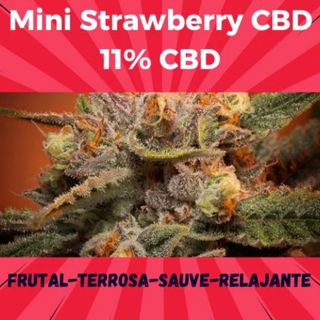 10g Mini Strawberry CBD 11%