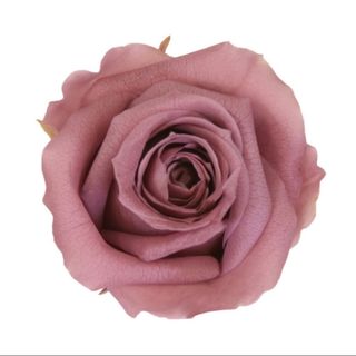 Rosa preservada maquillaje