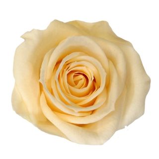 Rosa preservada crema