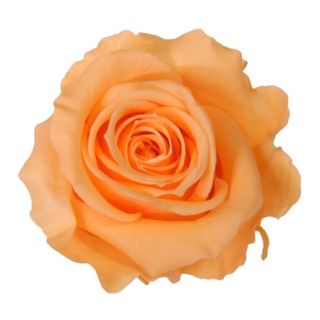 Rosa preservada melocotón