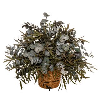 Belle Eucalyptus