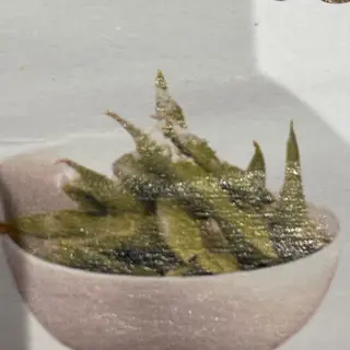 202 Edamame