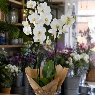 Orquídea Phallaenopsis Premium