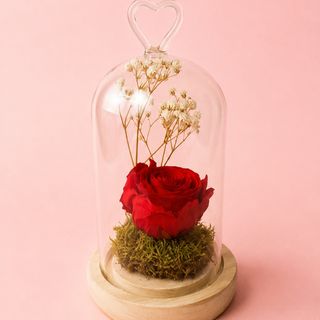 Rosa preservada en cúpula
