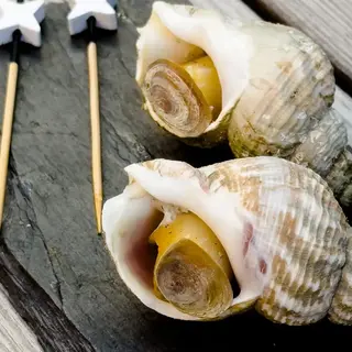 Caracoles de mar