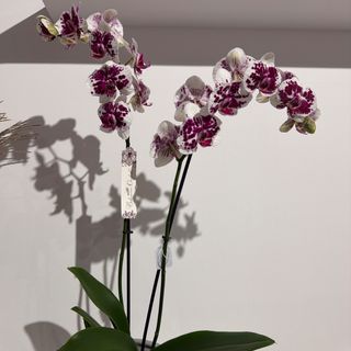 Orquídea De Color 65Cm Preparada Para Regalar ( Sin Maceta )
