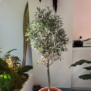 Árbol del OLIVO