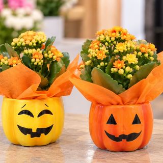 Mini kalanchoe Halloween