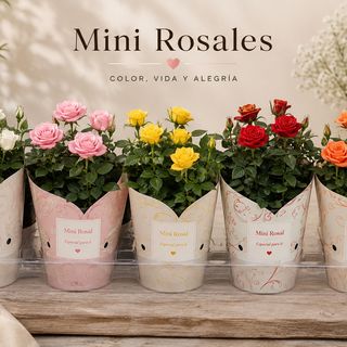 Mini rosales