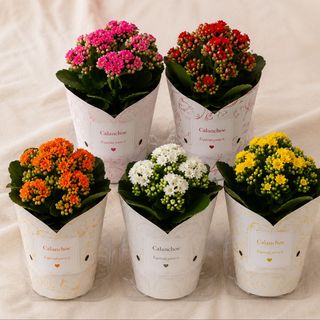 kalanchoe pequeño